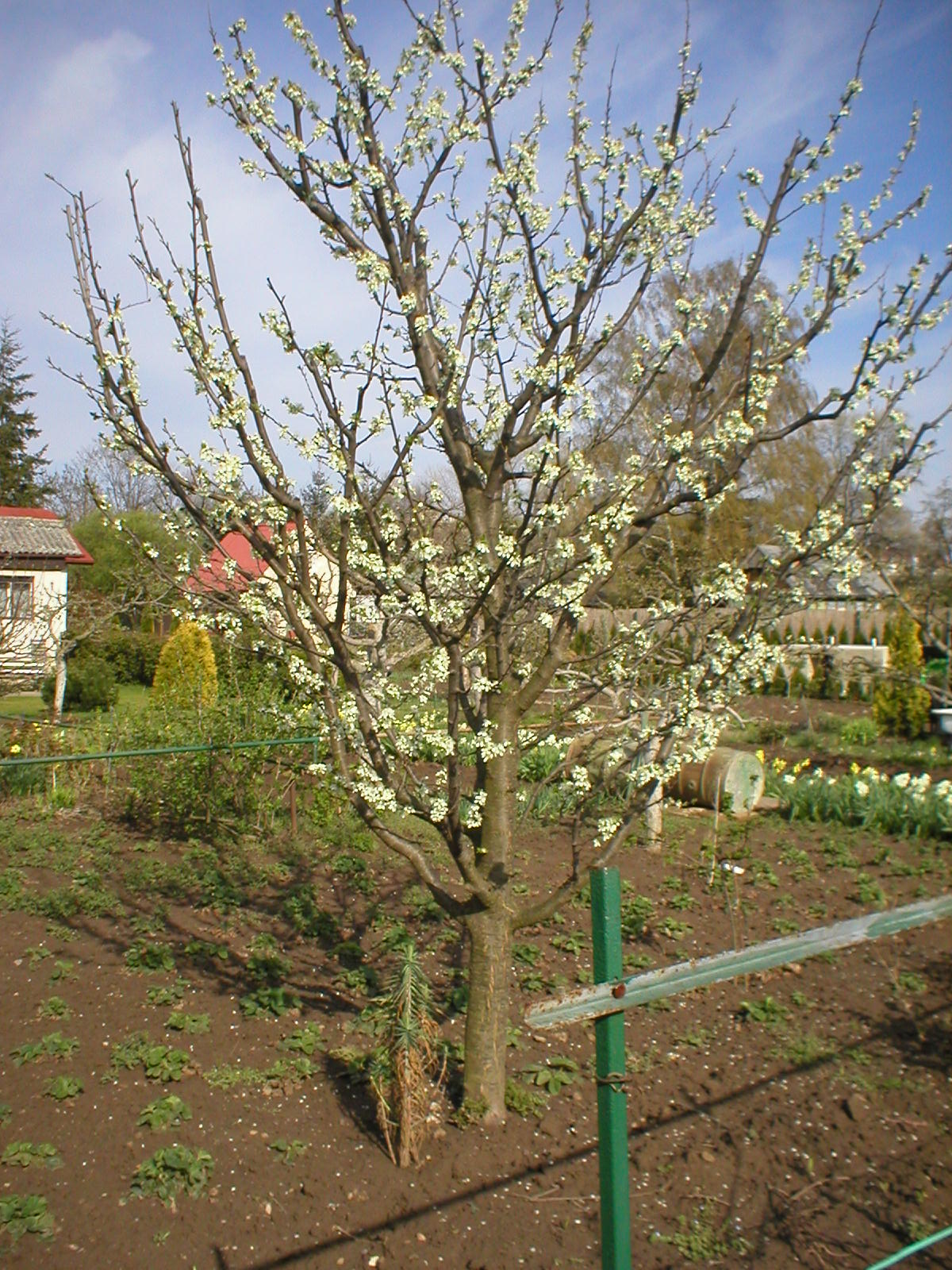 svestka-duben-08-001